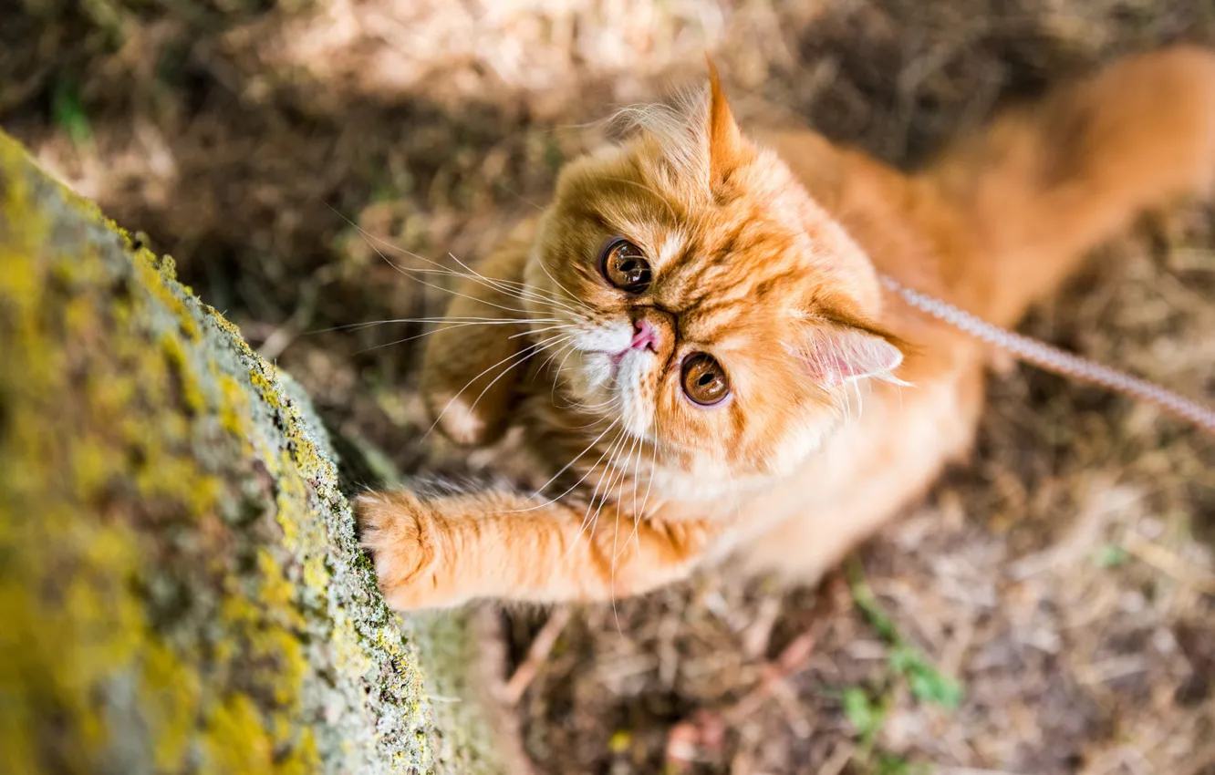 Photo wallpaper cat, cat, look, light, nature, stones, glade, posts