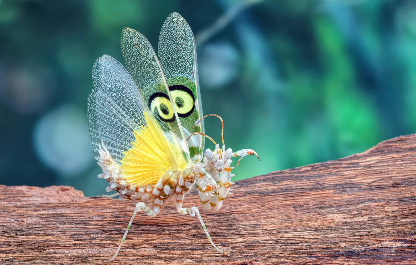 Photo wallpaper look, macro, pose, pattern, mantis, insect, bark, wings