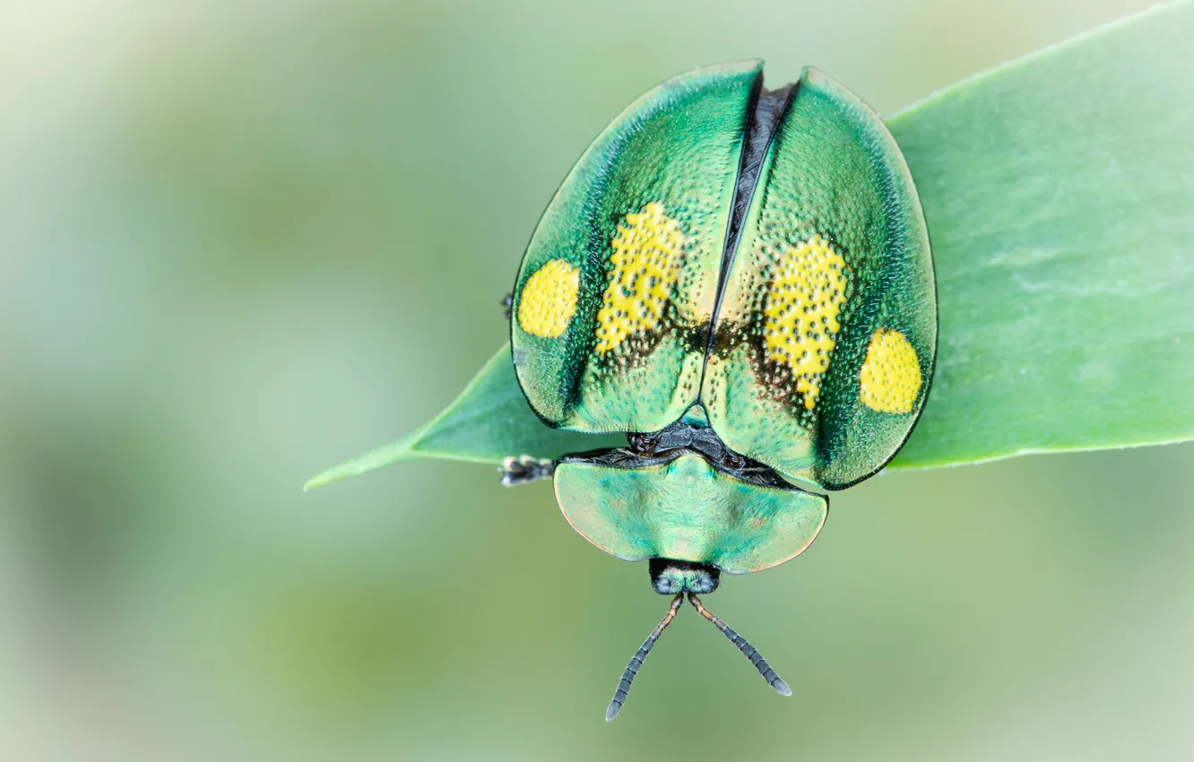 Photo wallpaper macro, green, background, round, leaf, beetle, insect