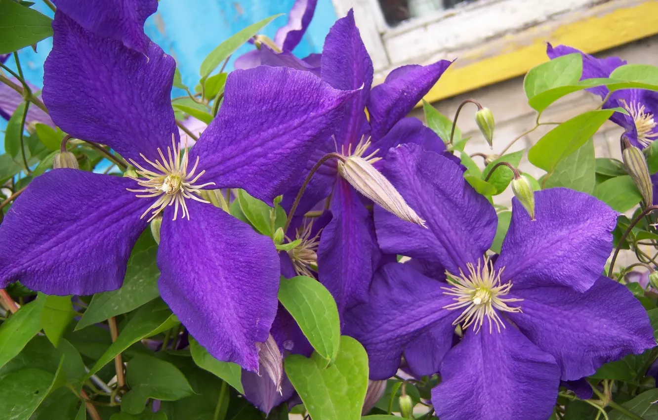 Photo wallpaper purple, flowers, clematis, Mamala ©