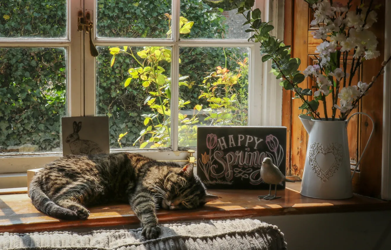 Photo wallpaper cat, cat, flowers, window, lies, vase, sill, resting