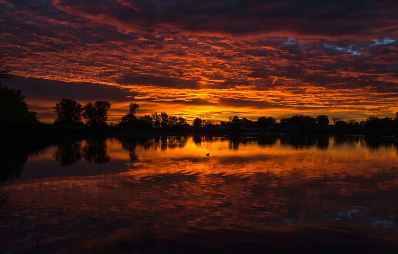 Photo wallpaper clouds, trees, landscape, lake, duck, silhouette, glow