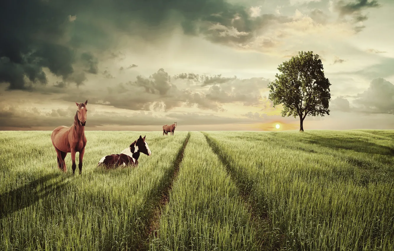 Photo wallpaper field, the sky, grass, the sun, clouds, landscape, tree, horse