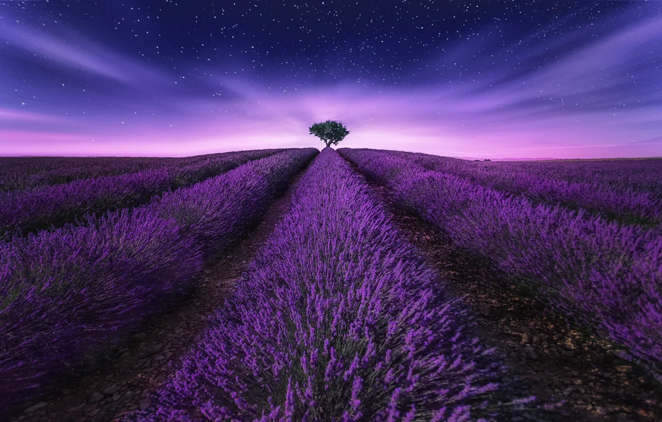 Photo wallpaper field, the sky, stars, trees, flowers, lavender, photographer Lluis de Haro Sanchez