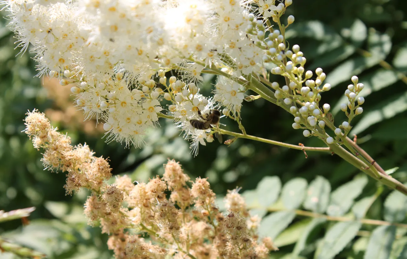 Photo wallpaper white, bee, a Fieldfare