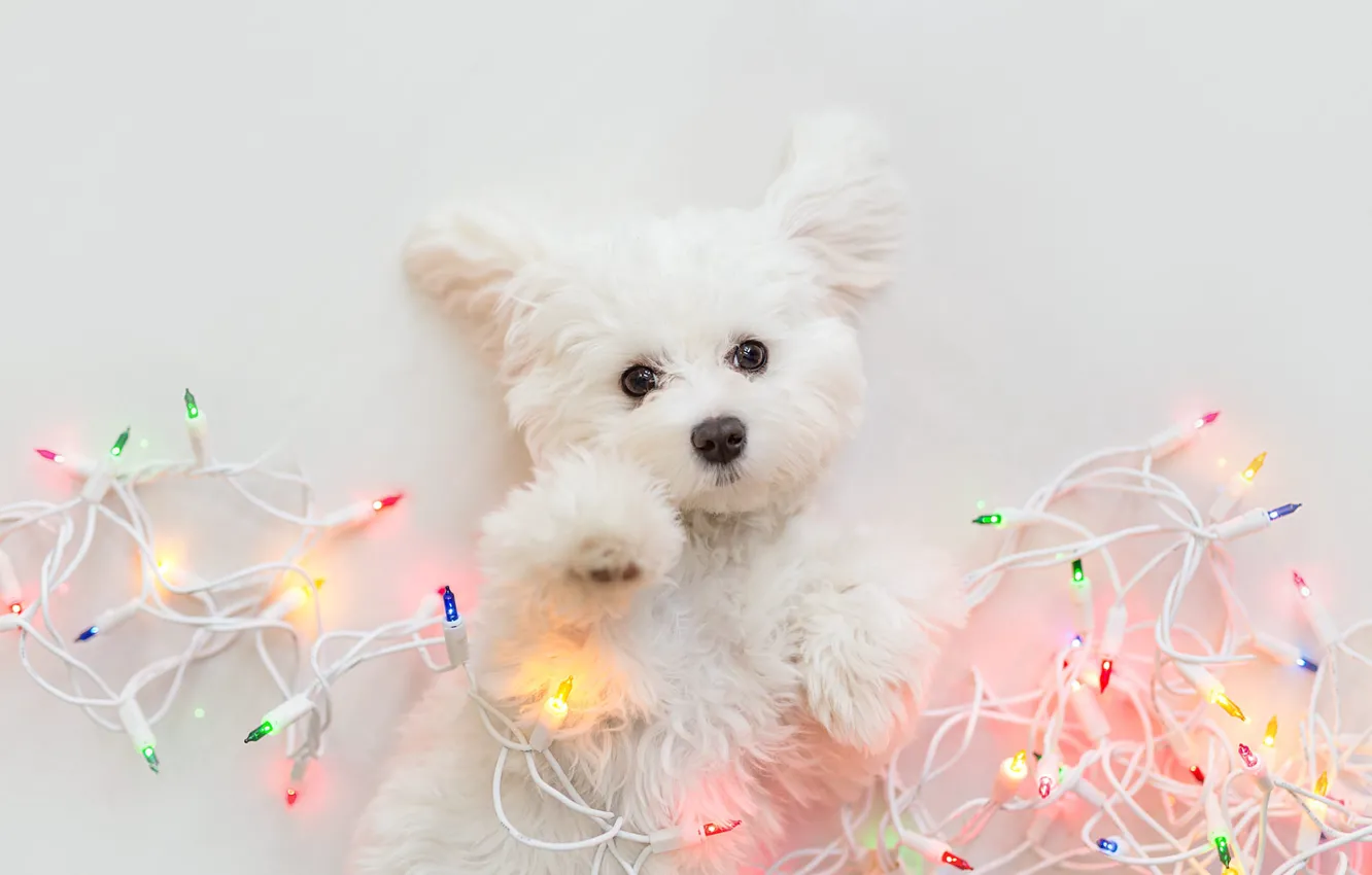 Photo wallpaper look, pose, dog, lights, Christmas, puppy, white background, New year