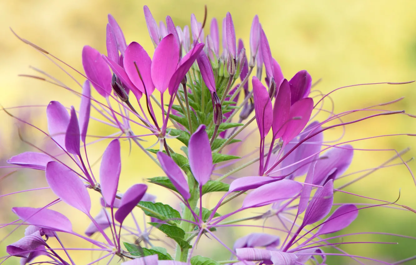 Photo wallpaper flowers, nature, plant, petals