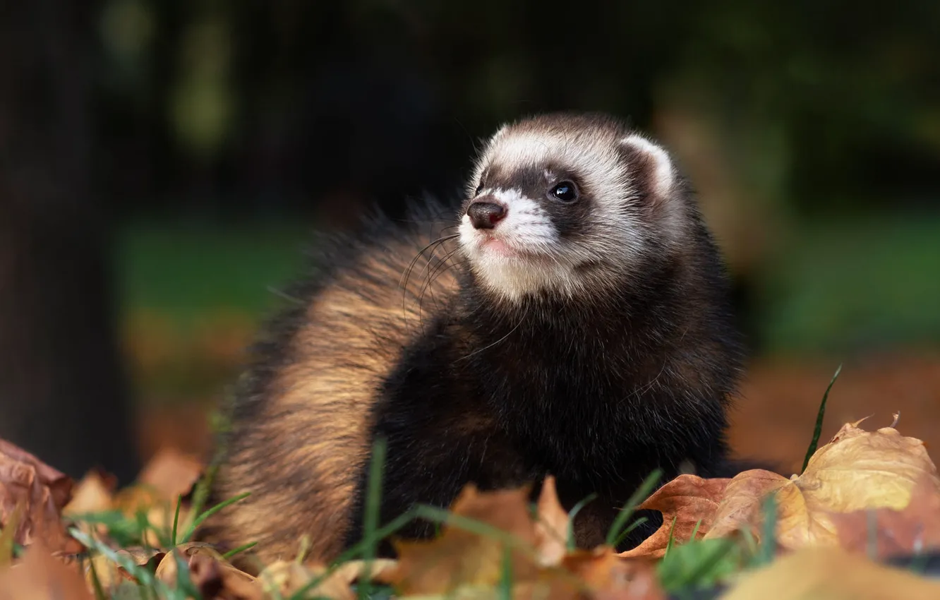 Photo wallpaper autumn, look, pose, Park, foliage, portrait, face, bokeh