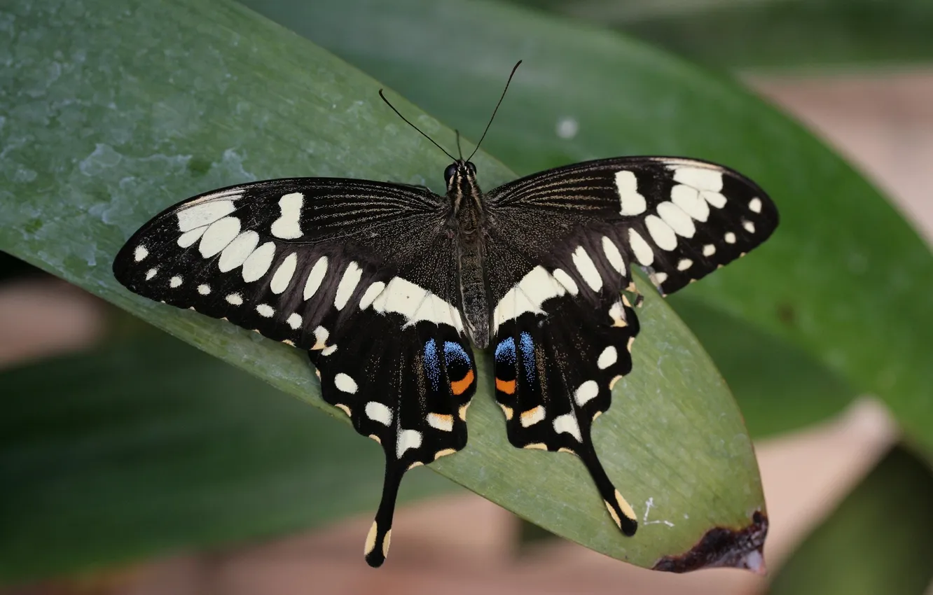 Photo wallpaper leaves, microsemi, butterfly, wings, insect, beautiful, closeup
