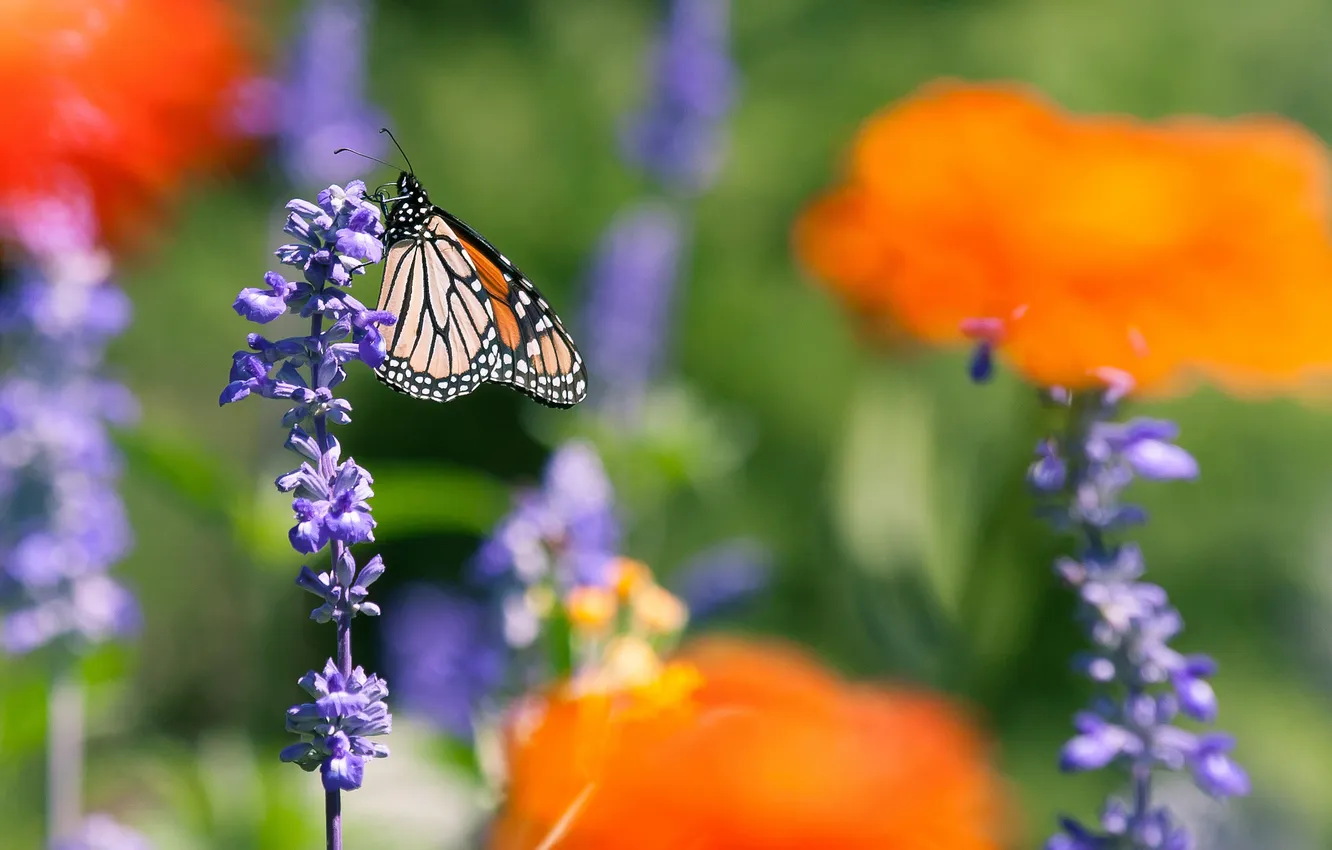 Photo wallpaper summer, flowers, butterfly, field