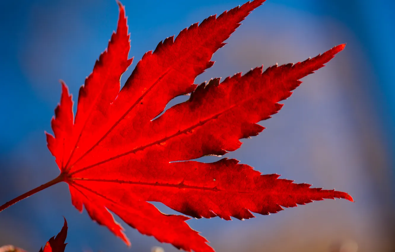 Photo wallpaper autumn, leaves, nature, the crimson