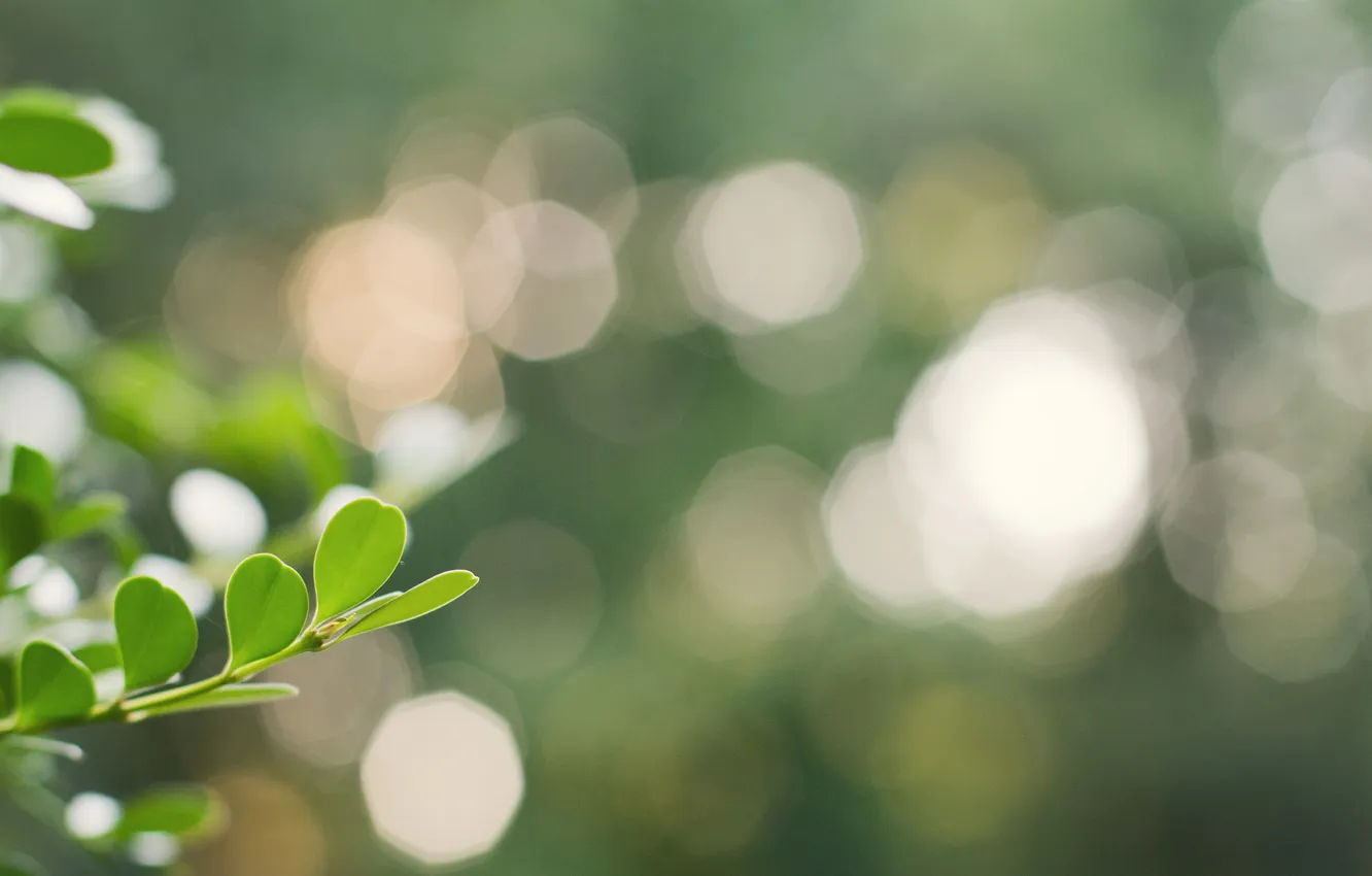 Photo wallpaper plant, focus, leaves, bokeh