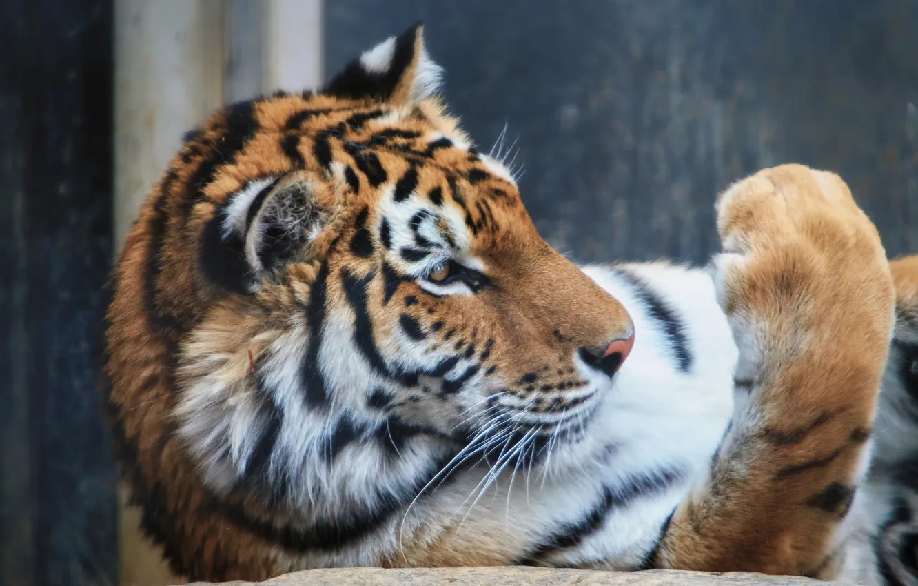 Photo wallpaper cat, tiger, paw, profile, Amur