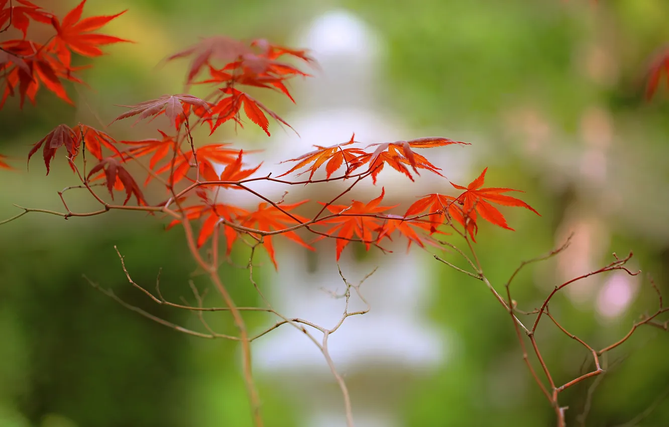 Photo wallpaper autumn, leaves, macro, branches