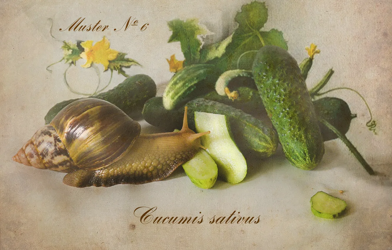 Photo wallpaper snail, vegetables, cucumbers, botany, Achatina, Botanical album, the watercolor drawing