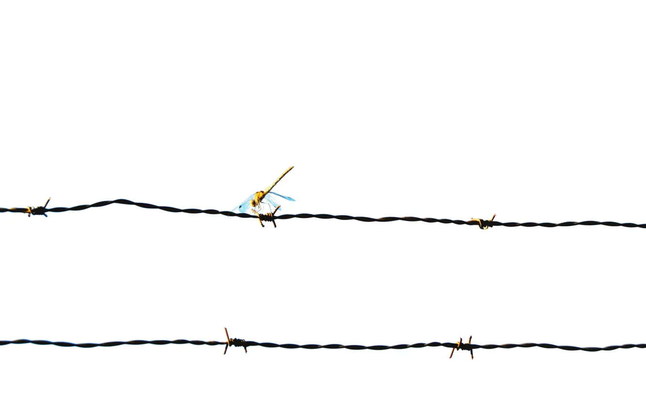 Photo wallpaper white, wire, dragon-fly