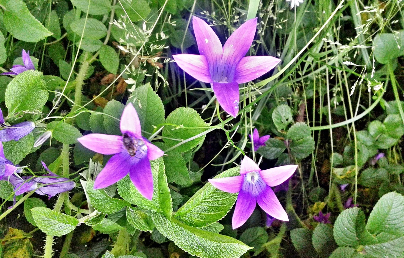 Photo wallpaper flowers, Summer 2025, The bell is spreading