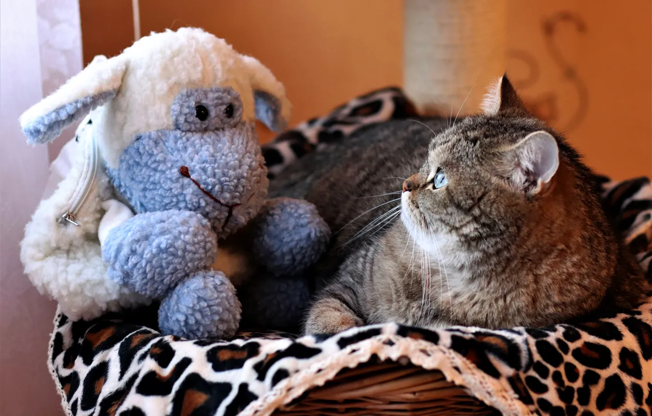 Photo wallpaper cat, cat, look, face, pose, grey, blue, toy