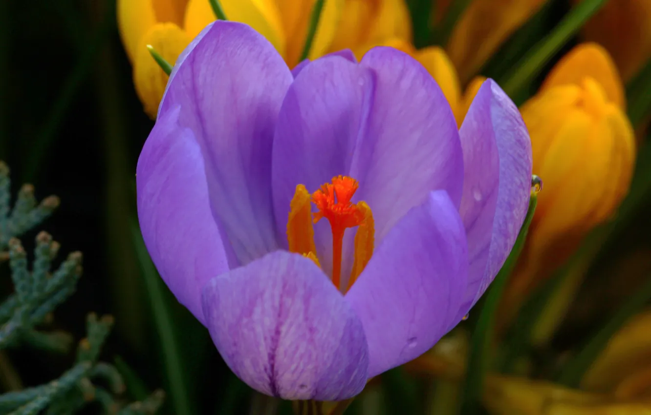 Photo wallpaper macro, spring, petals, crocuses