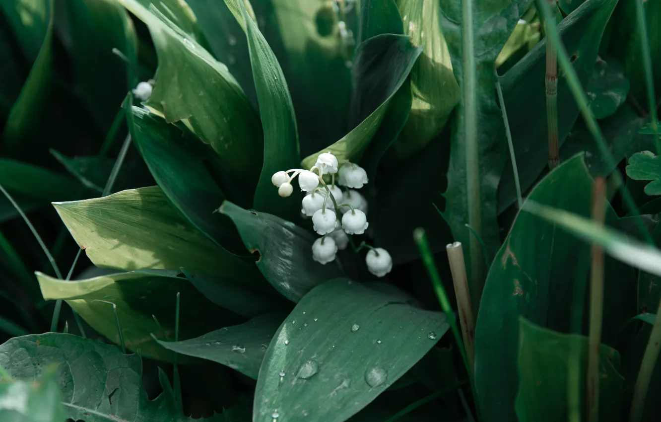 Photo wallpaper greens, beauty, lilies of the valley