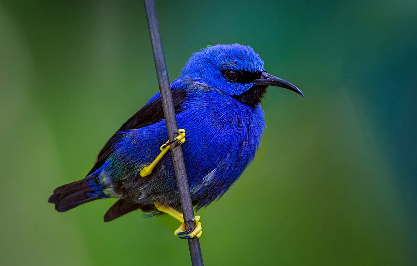Photo wallpaper branches, bird, beak, turquoise tanager-honeyeater