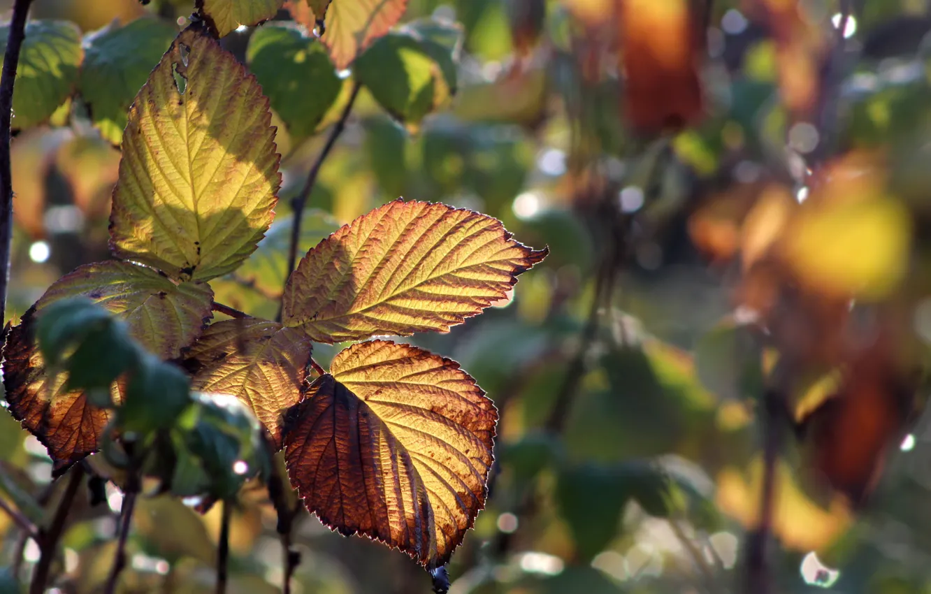 Photo wallpaper autumn, leaf, plant, twig