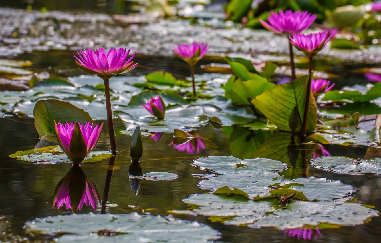 Photo wallpaper leaves, water, flowers, lake, pond, bright, water lilies, pond