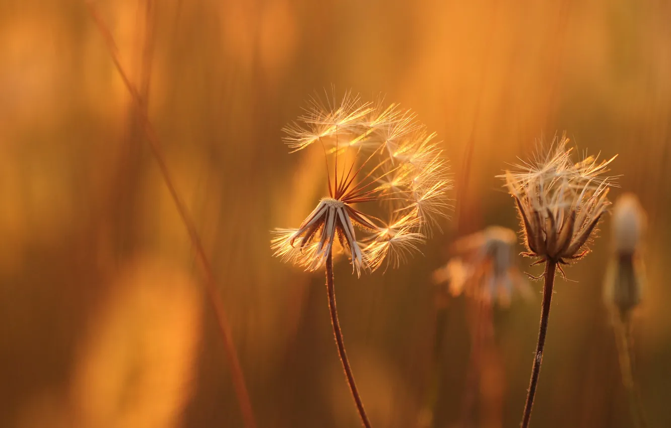 Photo wallpaper flowers, orange, yellow, background, blur, seeds, stem, the parachutes