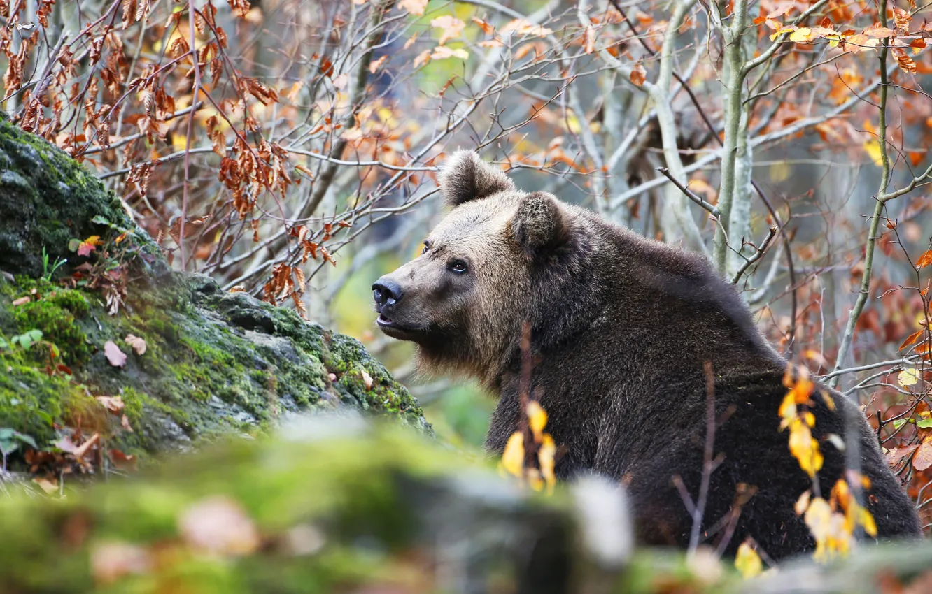 Photo wallpaper autumn, face, branches, nature, foliage, bear