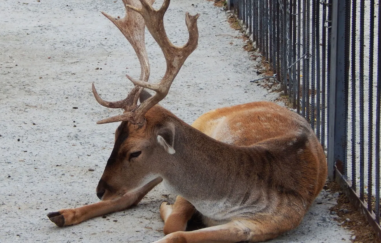 Photo wallpaper deer, resting, zoo