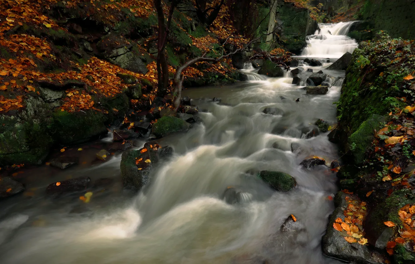 Photo wallpaper autumn, forest, trees, branches, river, stones, rocks, for