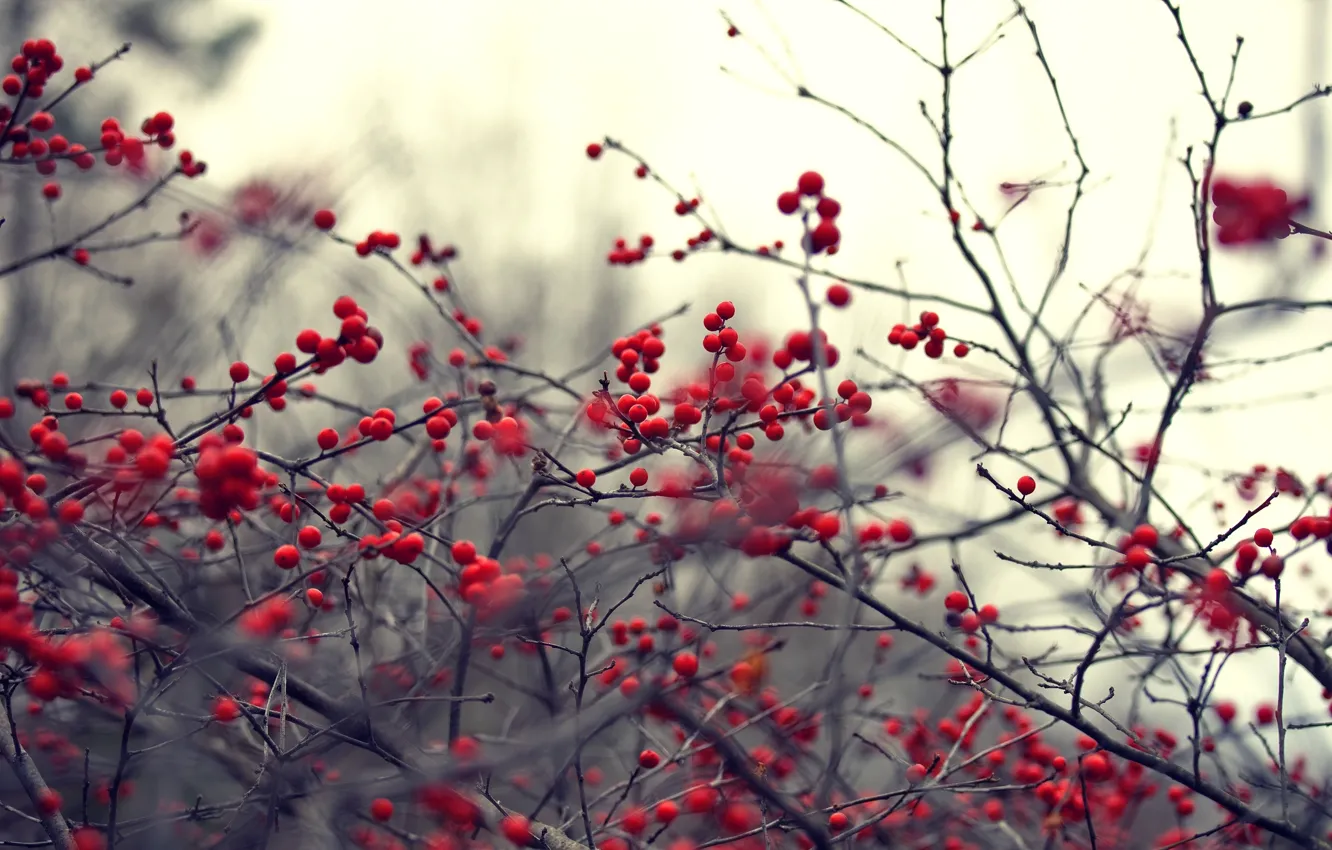 Photo wallpaper branches, nature, berries, background, branch, Wallpaper, plant, blur