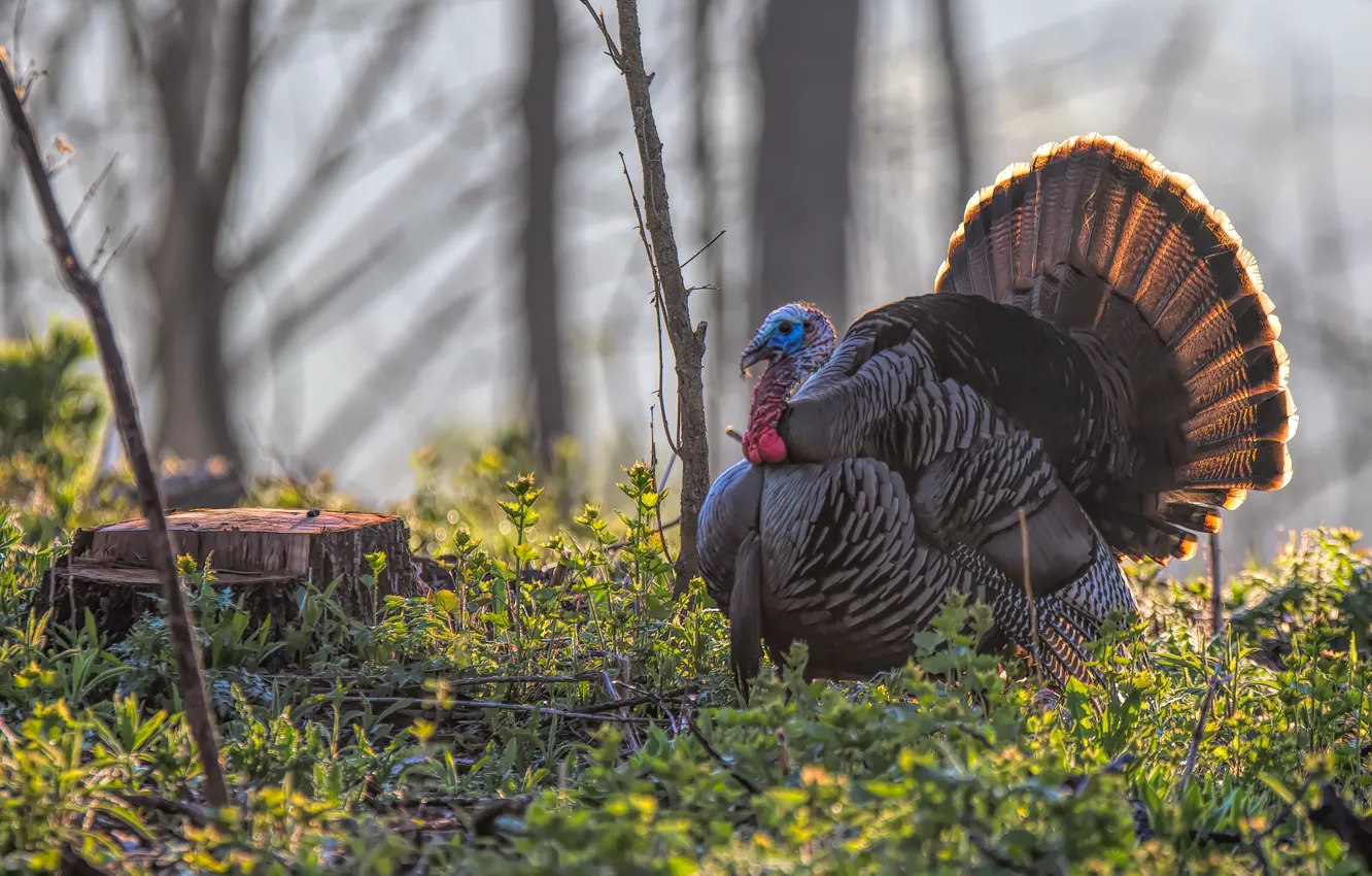 Photo wallpaper grass, bird, stump, turkeys