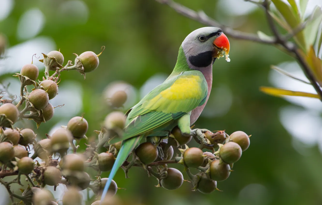 Photo wallpaper branches, green, bird, fruit, parrot, meal, necklace parrot