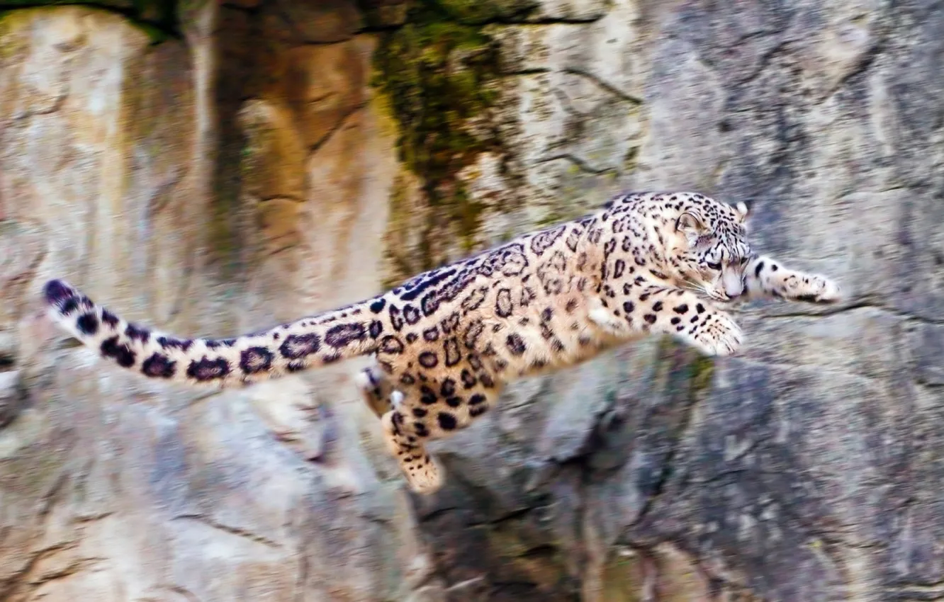 Photo wallpaper nature, rocks, jump, Snow leopard, IRBIS