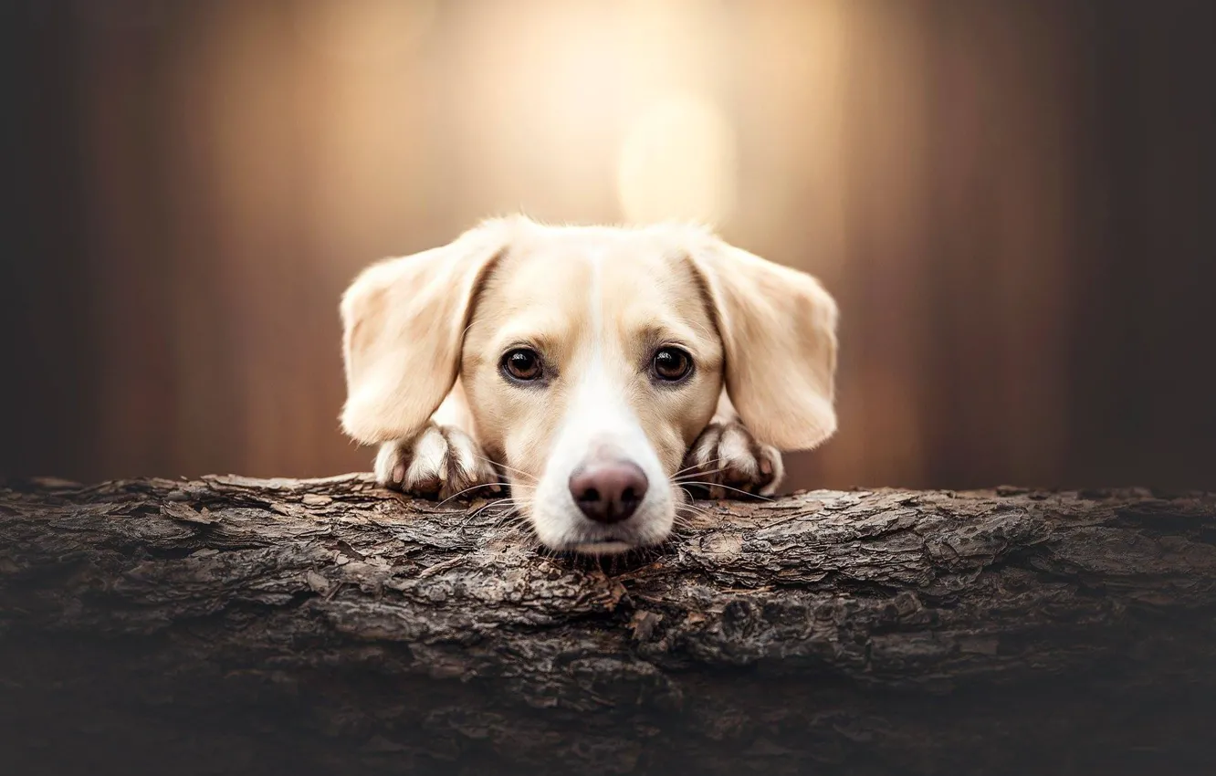 Photo wallpaper portrait, dog, puppy, log, face, bokeh