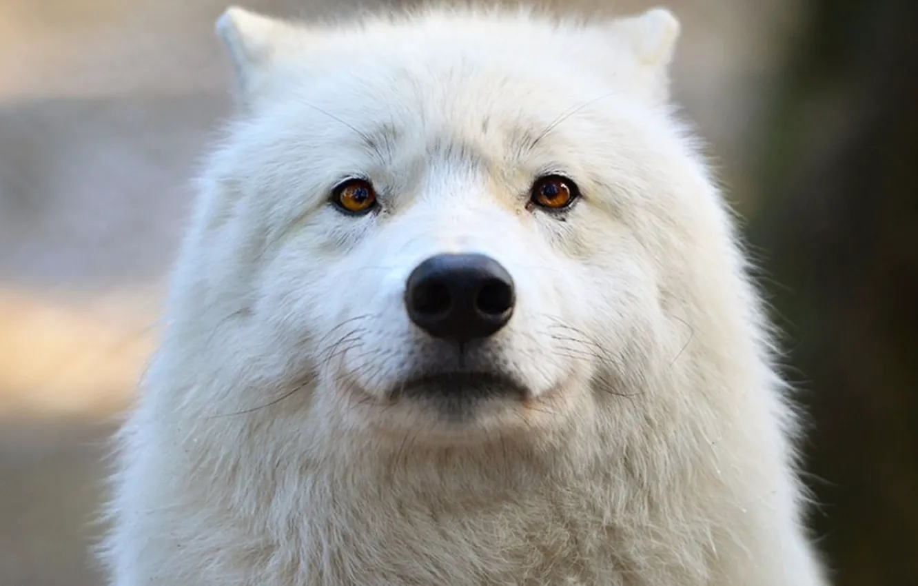 Photo wallpaper Predator, nature, animal, wolf, wildlife, portrait, surprise, portrait.