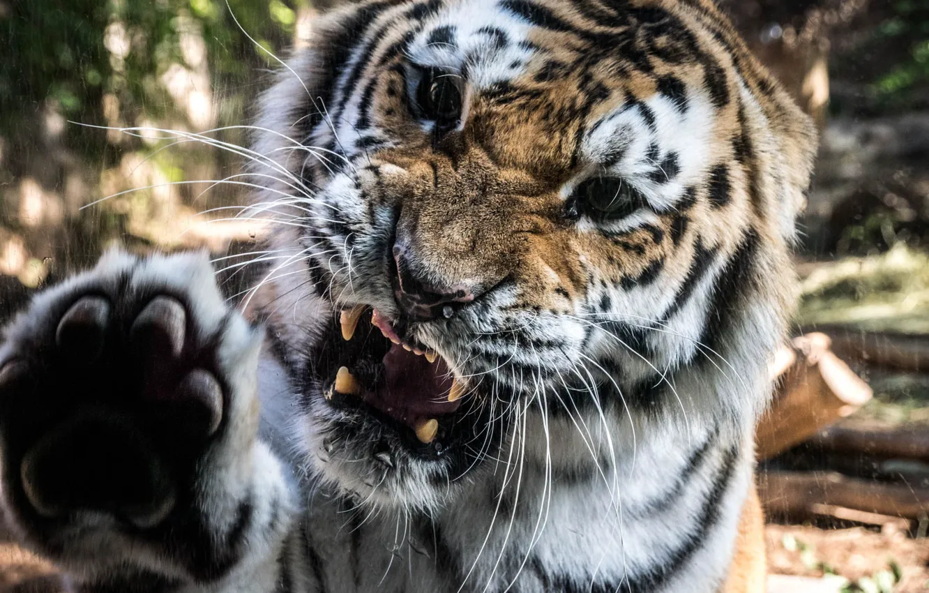 Photo wallpaper tiger, paw, aggression