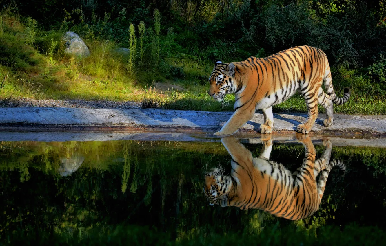 Photo wallpaper greens, summer, tiger, reflection, shore, walk, pond