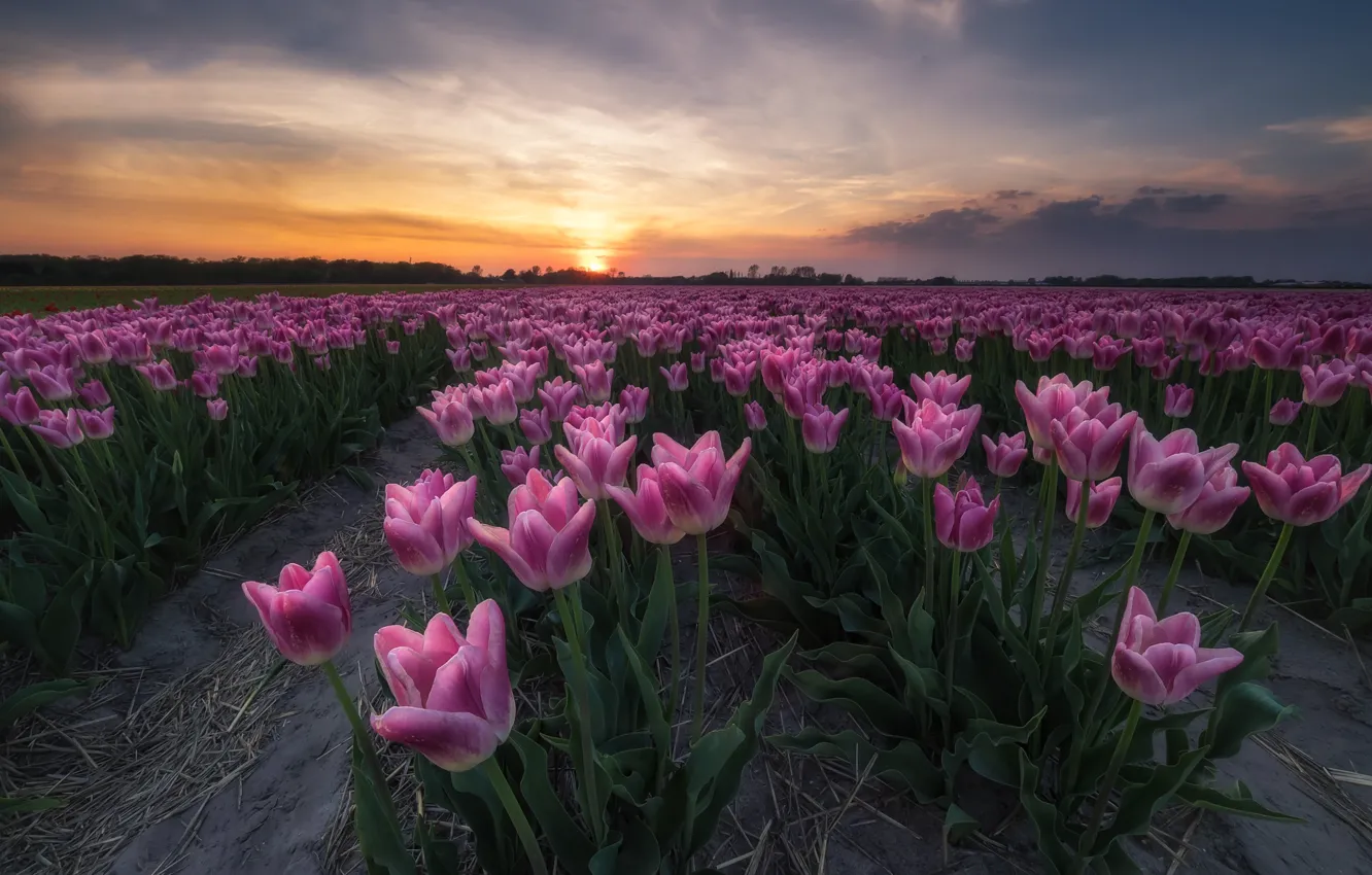 Photo wallpaper field, flowers, spring, the evening, tulpani