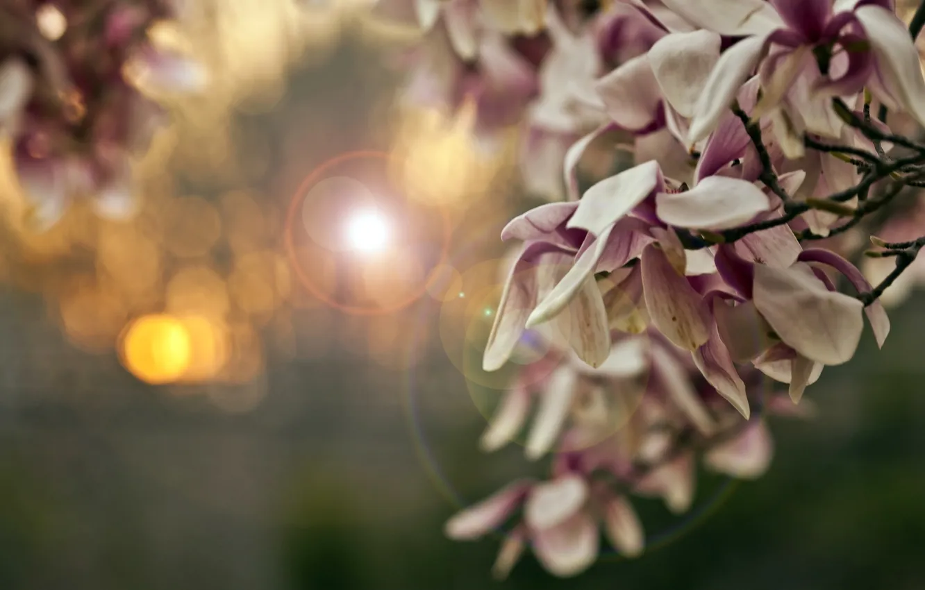 Photo wallpaper light, flowers, nature