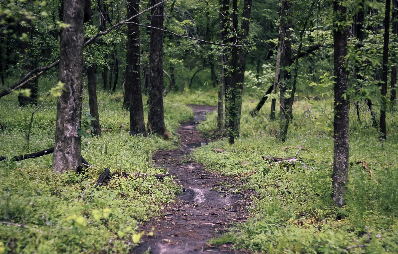 Photo wallpaper forest, trees, nature, path