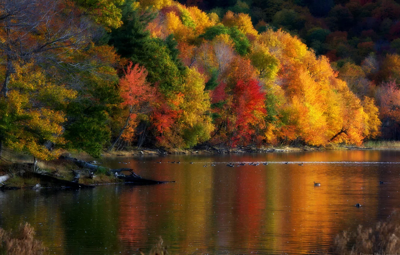 Photo wallpaper autumn, trees, landscape, nature, duck, time of the year