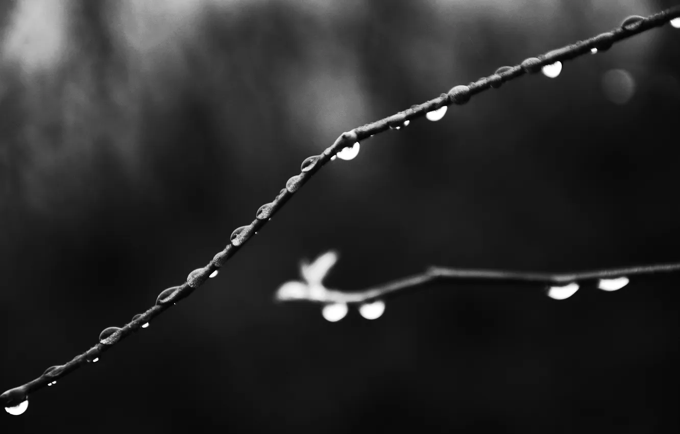 Photo wallpaper drops, branches, black and white