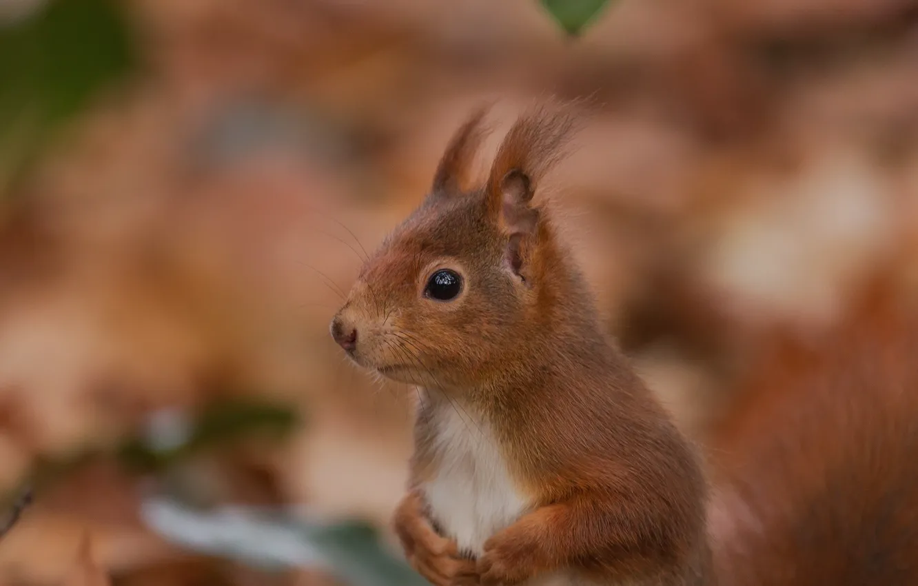 Photo wallpaper portrait, protein, muzzle, red, bokeh