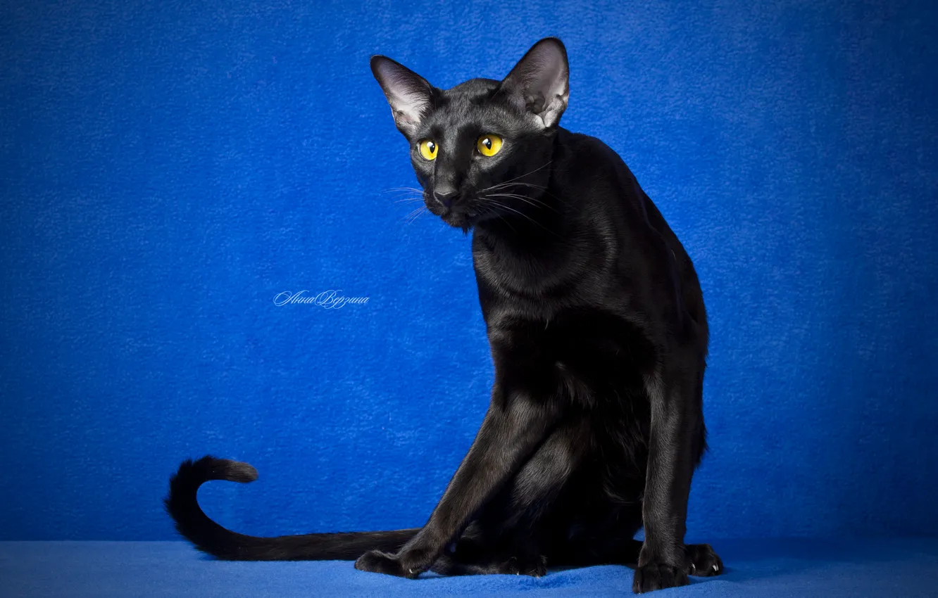 Photo wallpaper eyes, cat, look, black cat, blue background, Oriental