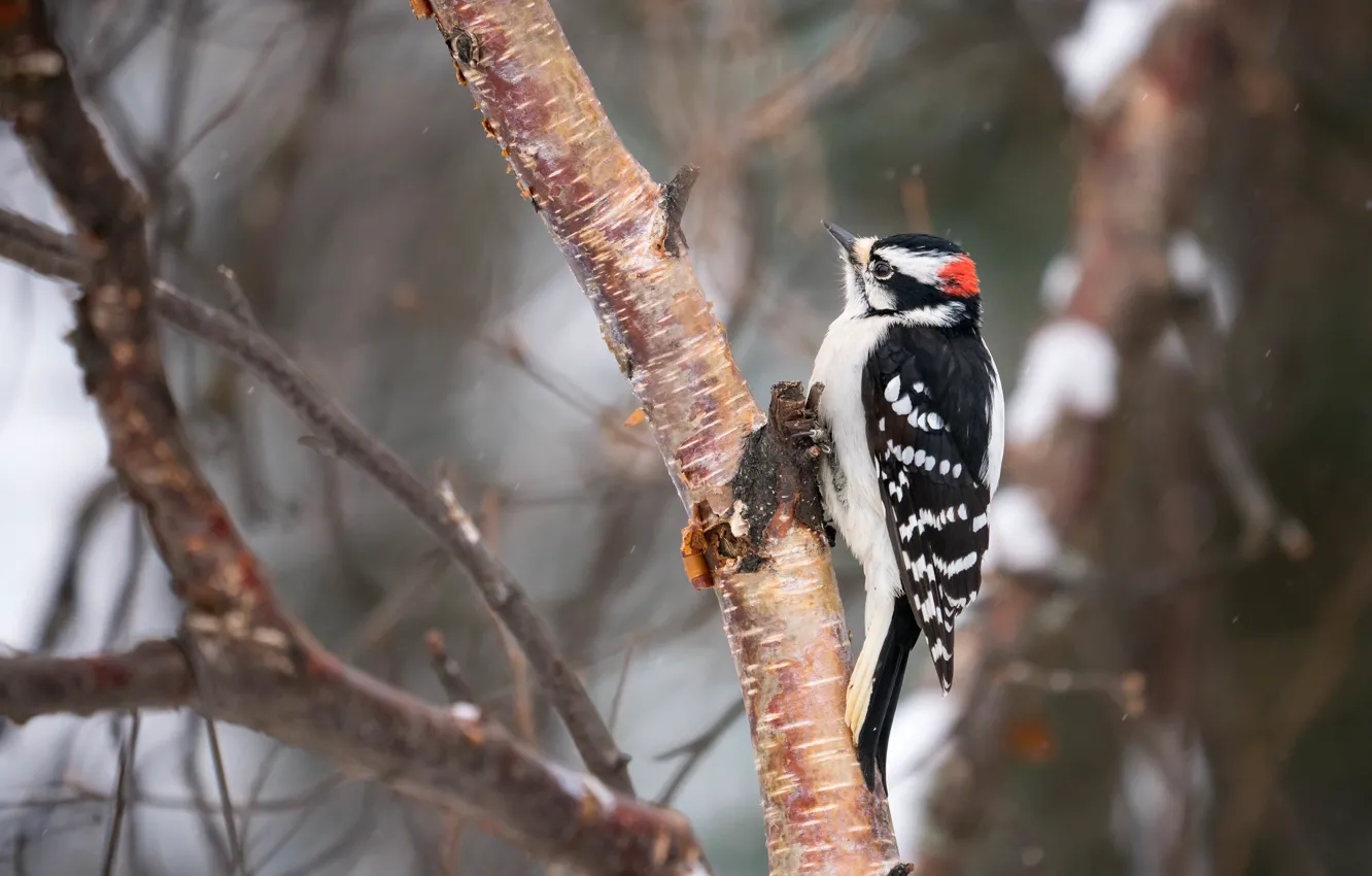 Photo wallpaper winter, snow, trees, branches, grey, background, bird, woodpecker