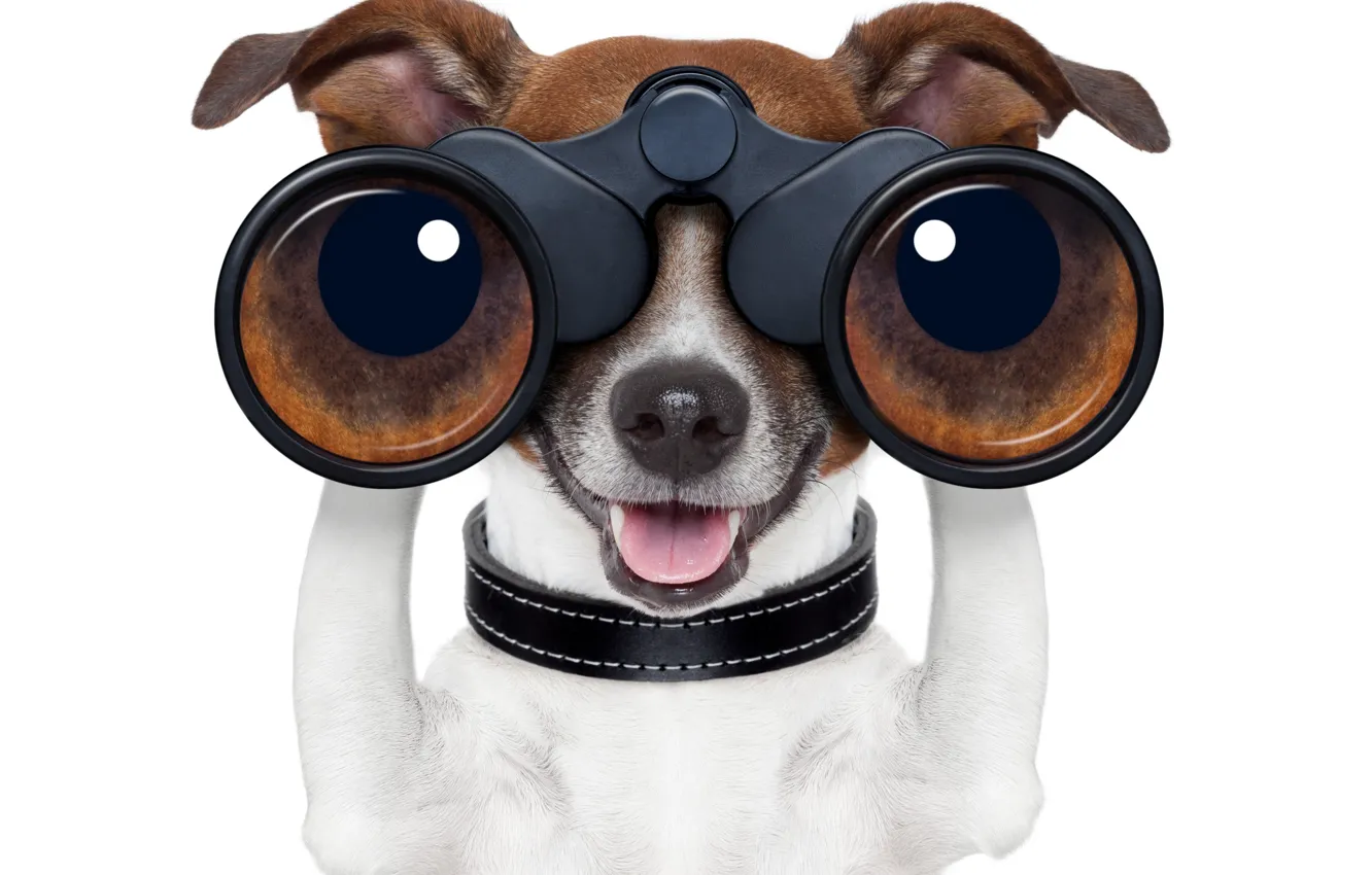 Photo wallpaper dog, dog, binoculars, white background, Jack Russell Terrier