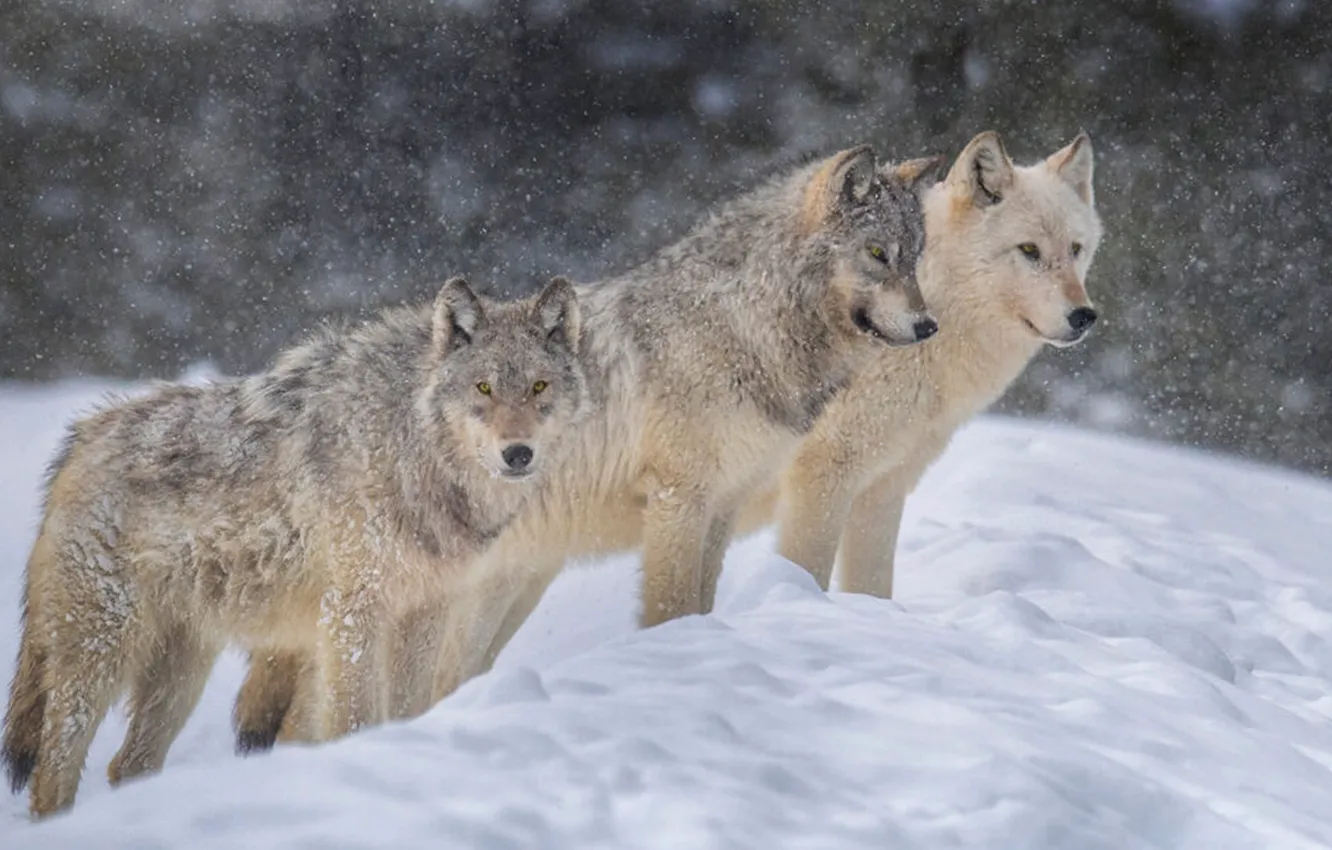 Photo wallpaper white, animals, Gray Wolf, wildlife, mammal, carnivore