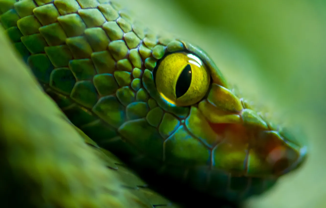 Photo wallpaper green, Snake, eyes, scales